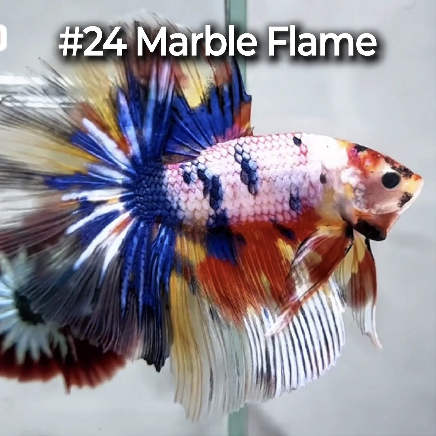 Halfmoon Betta Fish (Male) – Multicolor – Choose Your Exact Fish (WYSIWYG) – Set #3
