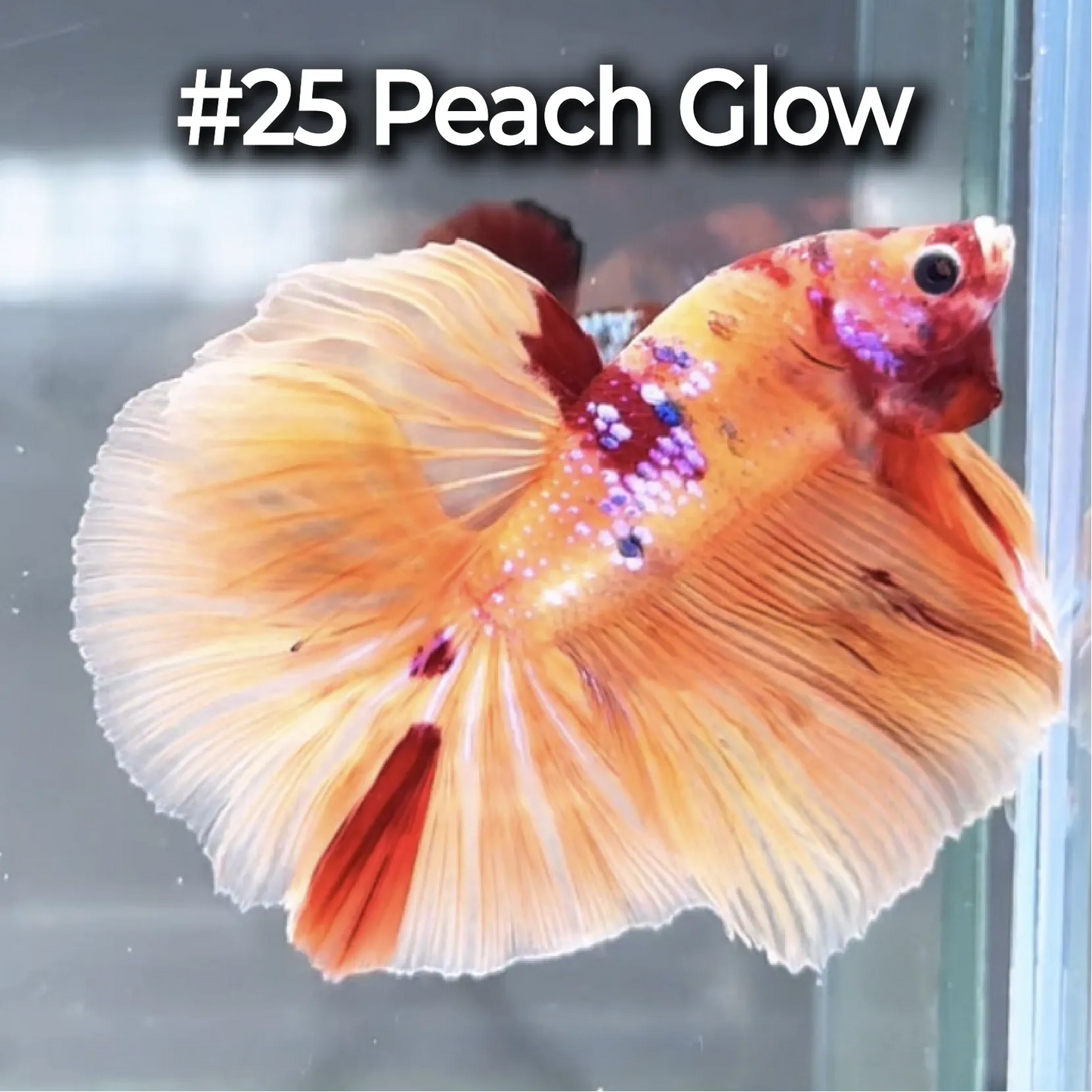 Halfmoon Betta Fish (Male) – Multicolor – Choose Your Exact Fish (WYSIWYG) – Set #3