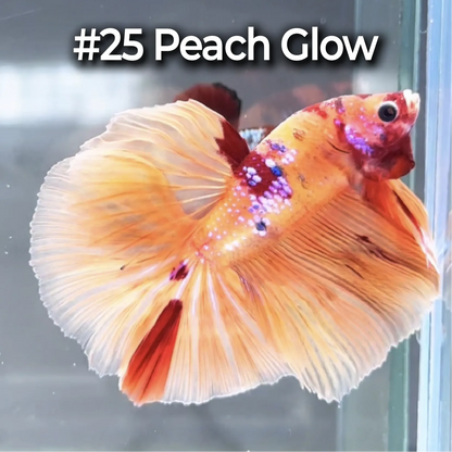 Halfmoon Betta Fish (Male) – Multicolor – Choose Your Exact Fish (WYSIWYG) – Set #3