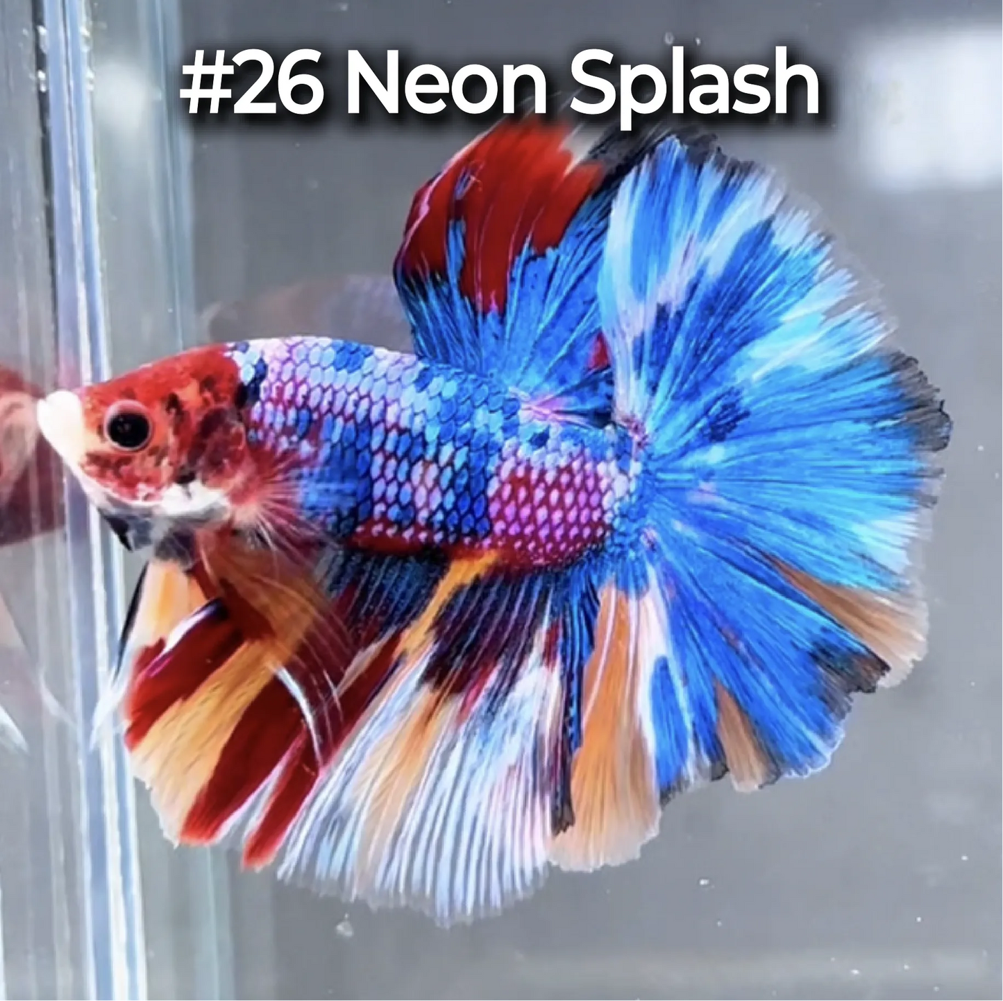 Halfmoon Betta Fish (Male) – Multicolor – Choose Your Exact Fish (WYSIWYG) – Set #3