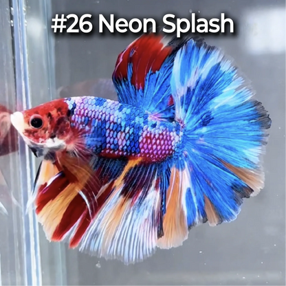 Halfmoon Betta Fish (Male) – Multicolor – Choose Your Exact Fish (WYSIWYG) – Set #3