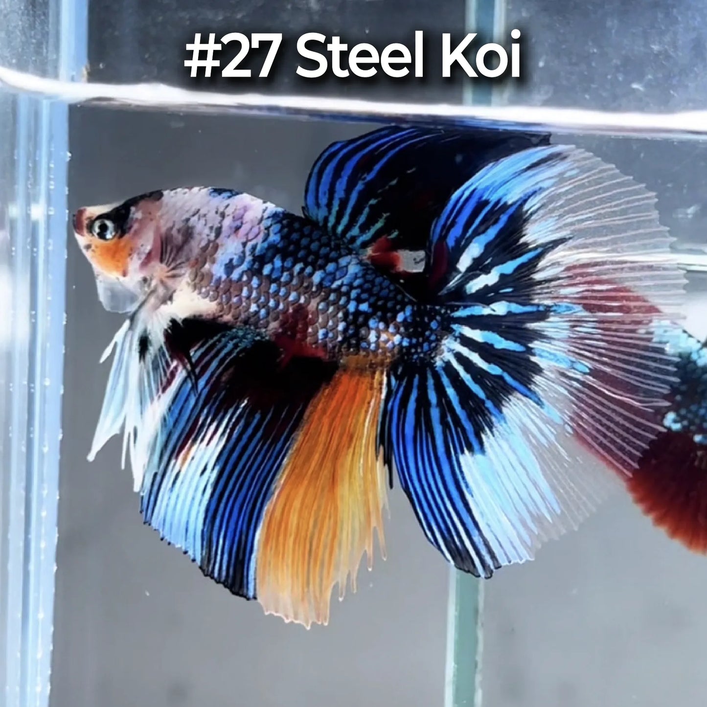 Halfmoon Betta Fish (Male) – Multicolor – Choose Your Exact Fish (WYSIWYG) – Set #3
