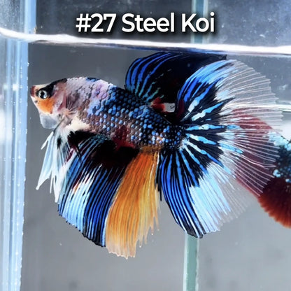 Halfmoon Betta Fish (Male) – Multicolor – Choose Your Exact Fish (WYSIWYG) – Set #3