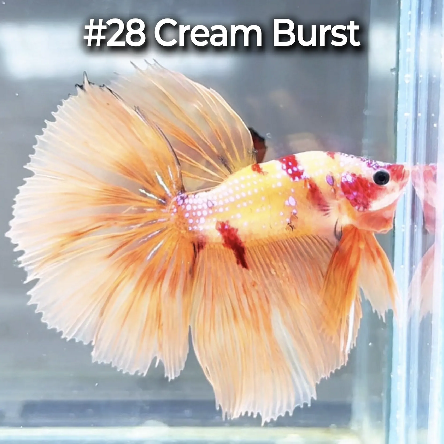 Halfmoon Betta Fish (Male) – Multicolor – Choose Your Exact Fish (WYSIWYG) – Set #3