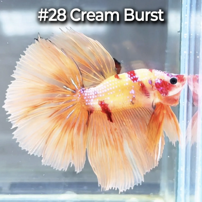 Halfmoon Betta Fish (Male) – Multicolor – Choose Your Exact Fish (WYSIWYG) – Set #3
