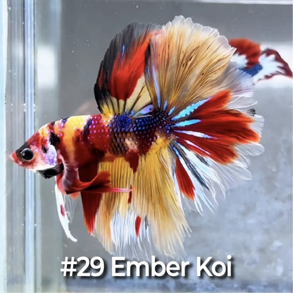 Halfmoon Betta Fish (Male) – Multicolor – Choose Your Exact Fish (WYSIWYG) – Set #3