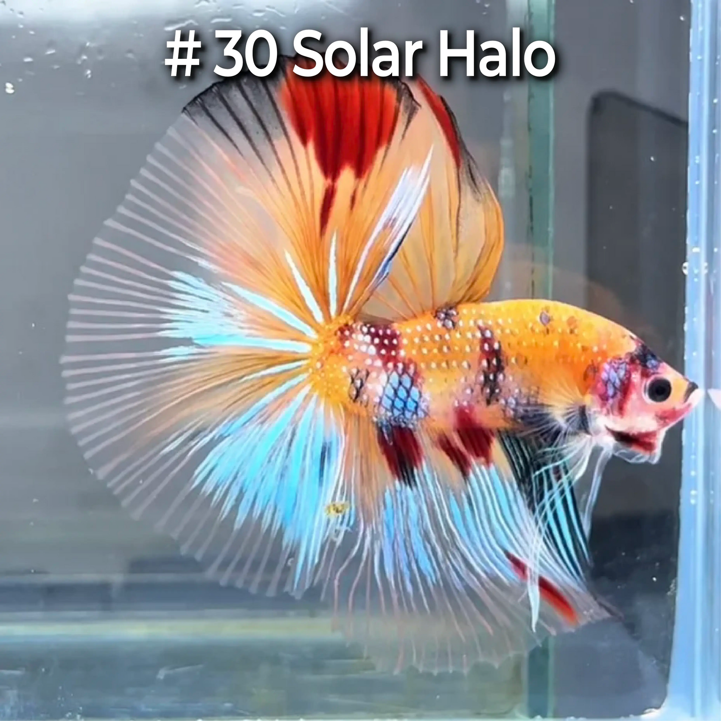 Halfmoon Betta Fish (Male) – Multicolor – Choose Your Exact Fish (WYSIWYG) – Set #4