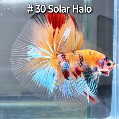 Halfmoon Betta Fish (Male) – Multicolor – Choose Your Exact Fish (WYSIWYG) – Set #4