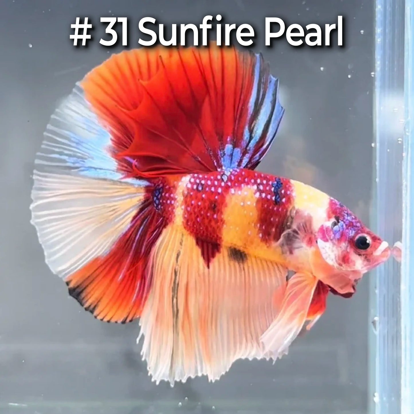 Halfmoon Betta Fish (Male) – Multicolor – Choose Your Exact Fish (WYSIWYG) – Set #4