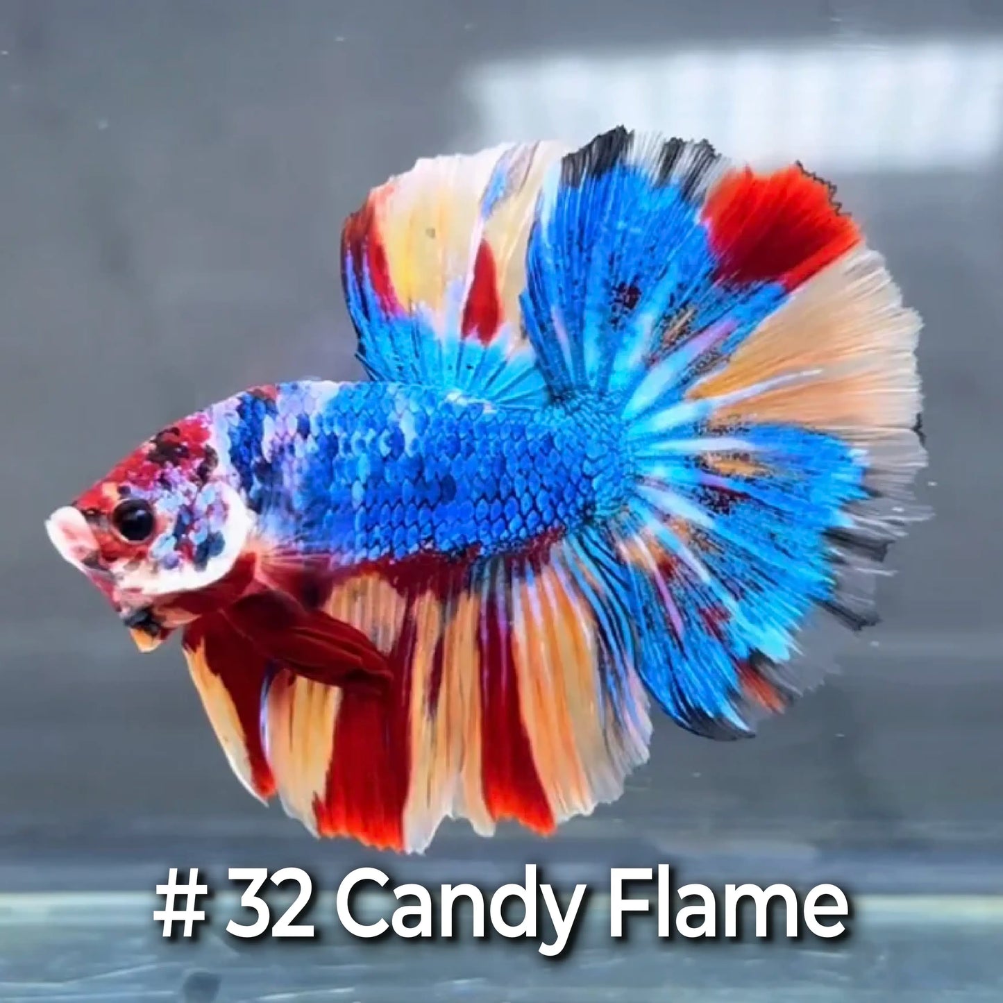 Halfmoon Betta Fish (Male) – Multicolor – Choose Your Exact Fish (WYSIWYG) – Set #4