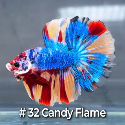 Halfmoon Betta Fish (Male) – Multicolor – Choose Your Exact Fish (WYSIWYG) – Set #4