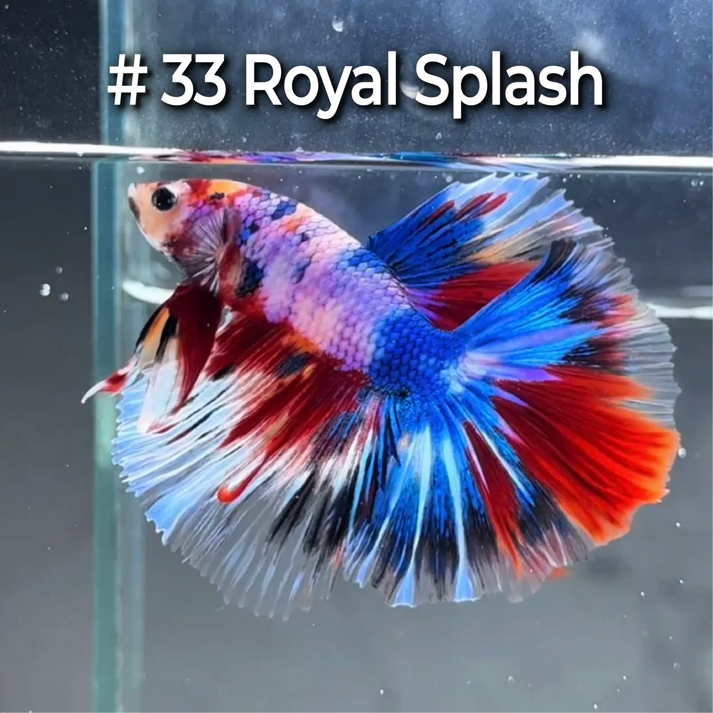 Halfmoon Betta Fish (Male) – Multicolor – Choose Your Exact Fish (WYSIWYG) – Set #4