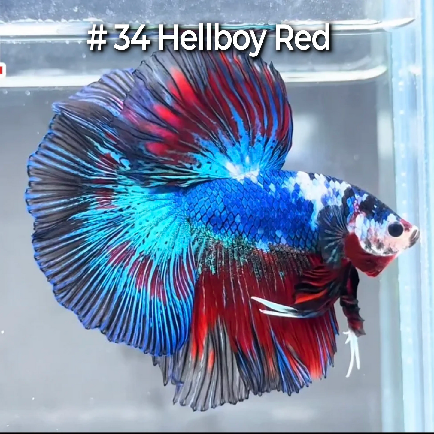 Halfmoon Betta Fish (Male) – Multicolor – Choose Your Exact Fish (WYSIWYG) – Set #4