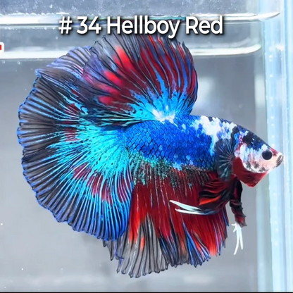 Halfmoon Betta Fish (Male) – Multicolor – Choose Your Exact Fish (WYSIWYG) – Set #4