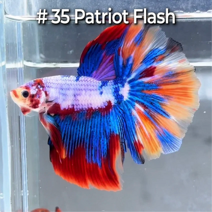 Halfmoon Betta Fish (Male) – Multicolor – Choose Your Exact Fish (WYSIWYG) – Set #4