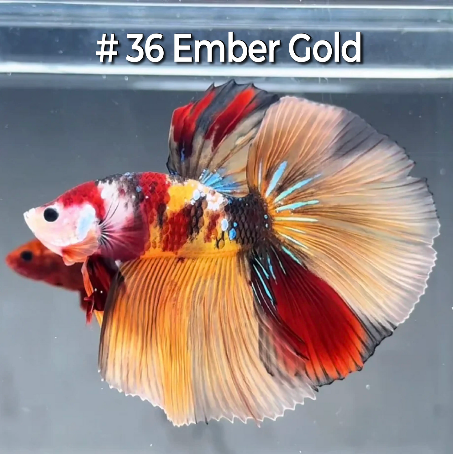Halfmoon Betta Fish (Male) – Multicolor – Choose Your Exact Fish (WYSIWYG) – Set #4