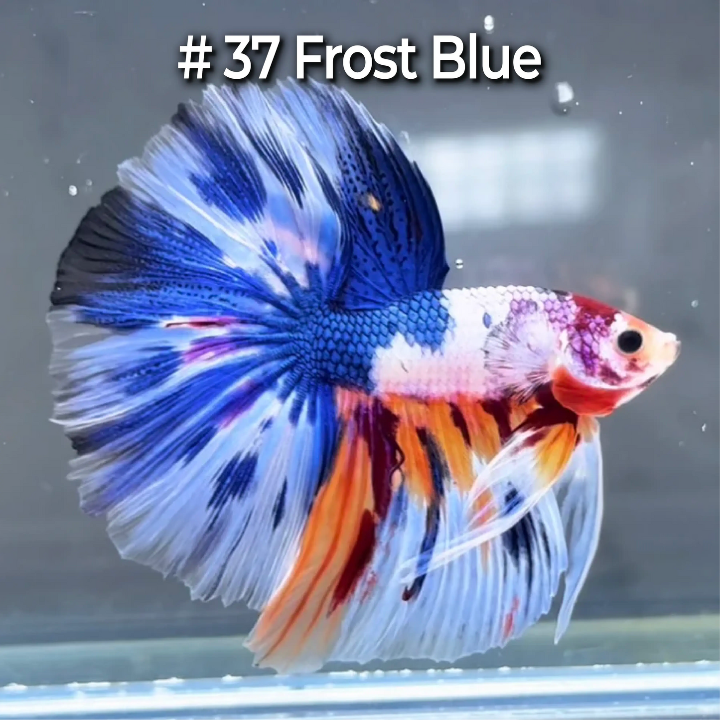 Halfmoon Betta Fish (Male) – Multicolor – Choose Your Exact Fish (WYSIWYG) – Set #4