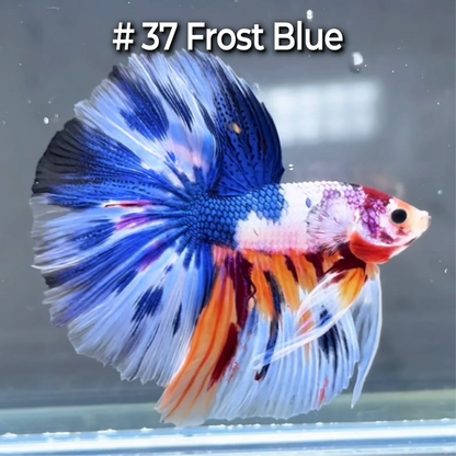 Halfmoon Betta Fish (Male) – Multicolor – Choose Your Exact Fish (WYSIWYG) – Set #4