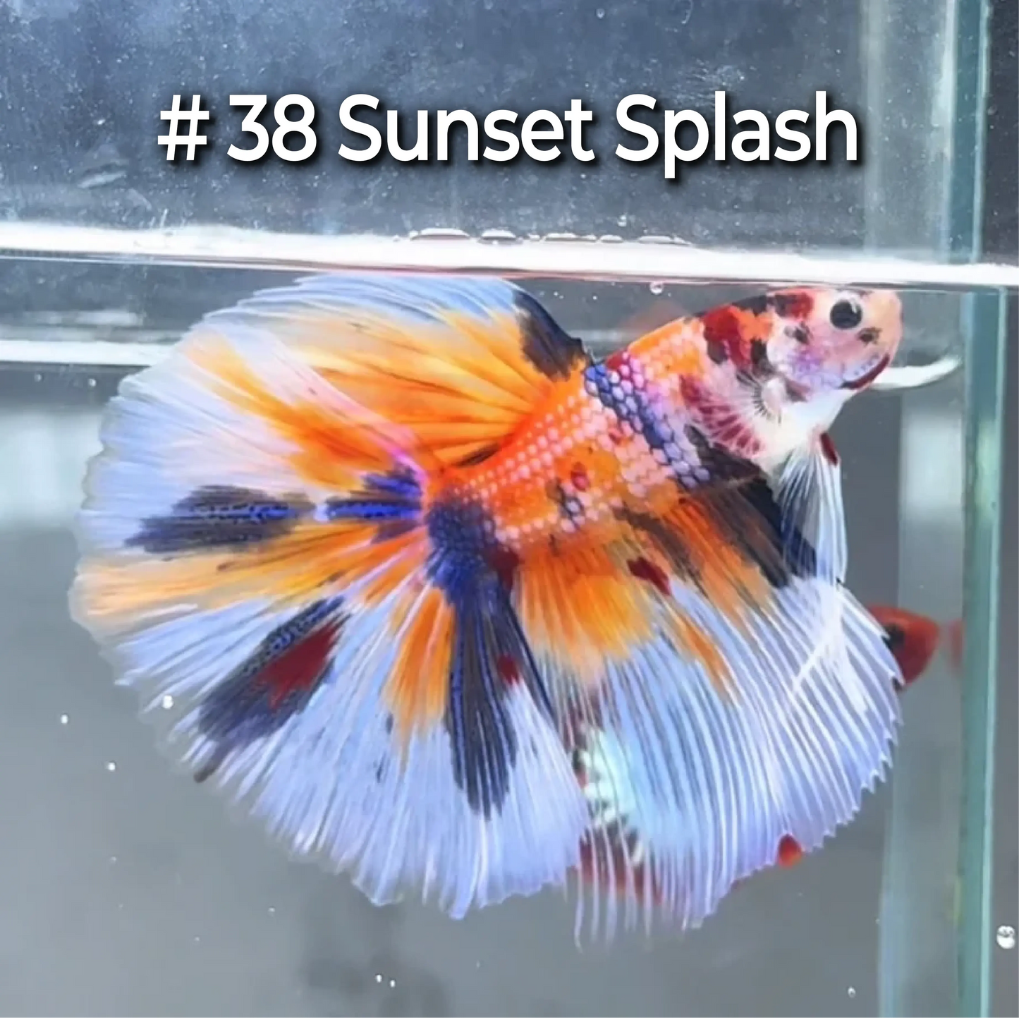Halfmoon Betta Fish (Male) – Multicolor – Choose Your Exact Fish (WYSIWYG) – Set #4