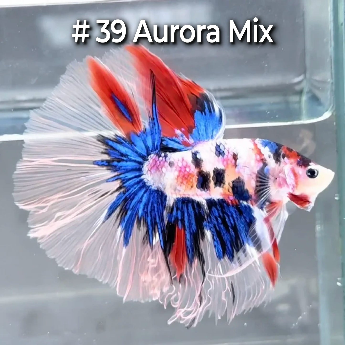 Halfmoon Betta Fish (Male) – Multicolor – Choose Your Exact Fish (WYSIWYG) – Set #4