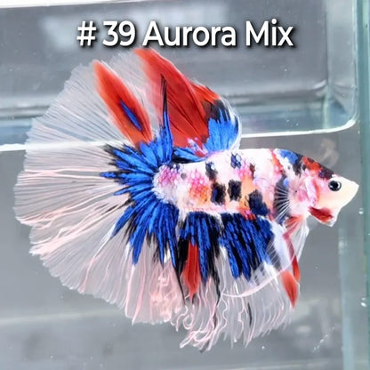 Halfmoon Betta Fish (Male) – Multicolor – Choose Your Exact Fish (WYSIWYG) – Set #4