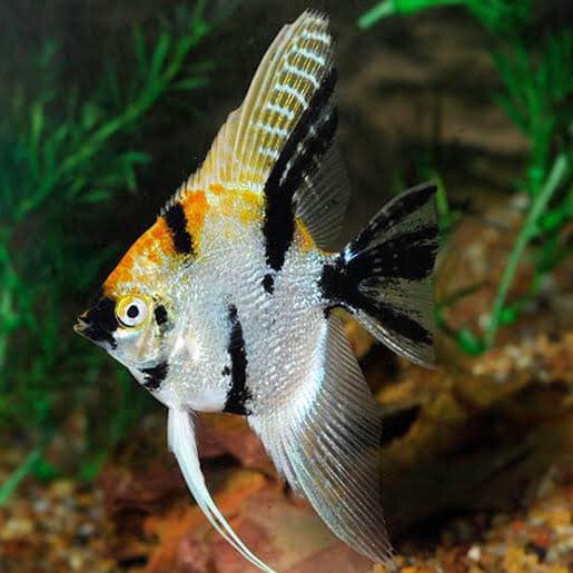 Koi Angelfish