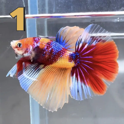 Halfmoon Betta Fish (Male) – Multicolor – Choose Your Exact Fish (WYSIWYG) – Set #1
