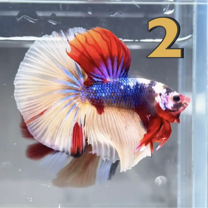 Halfmoon Betta Fish (Male) – Multicolor – Choose Your Exact Fish (WYSIWYG) – Set #1