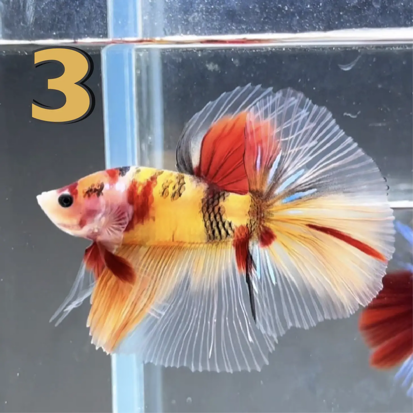 Halfmoon Betta Fish (Male) – Multicolor – Choose Your Exact Fish (WYSIWYG) – Set #1