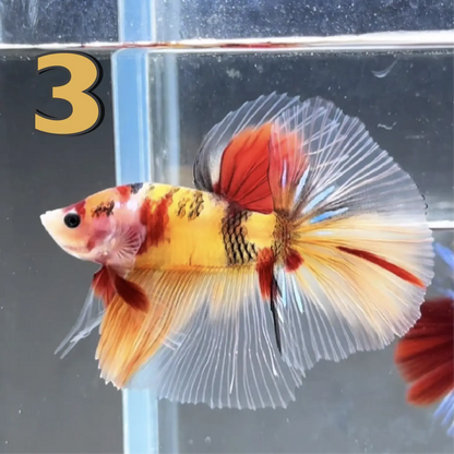 Halfmoon Betta Fish (Male) – Multicolor – Choose Your Exact Fish (WYSIWYG) – Set #1