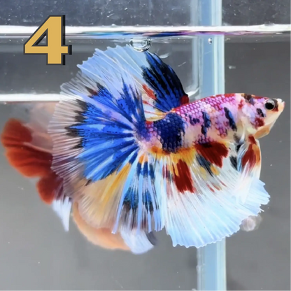 Halfmoon Betta Fish (Male) – Multicolor – Choose Your Exact Fish (WYSIWYG) – Set #1