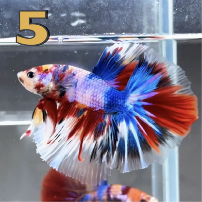 Halfmoon Betta Fish (Male) – Multicolor – Choose Your Exact Fish (WYSIWYG) – Set #1