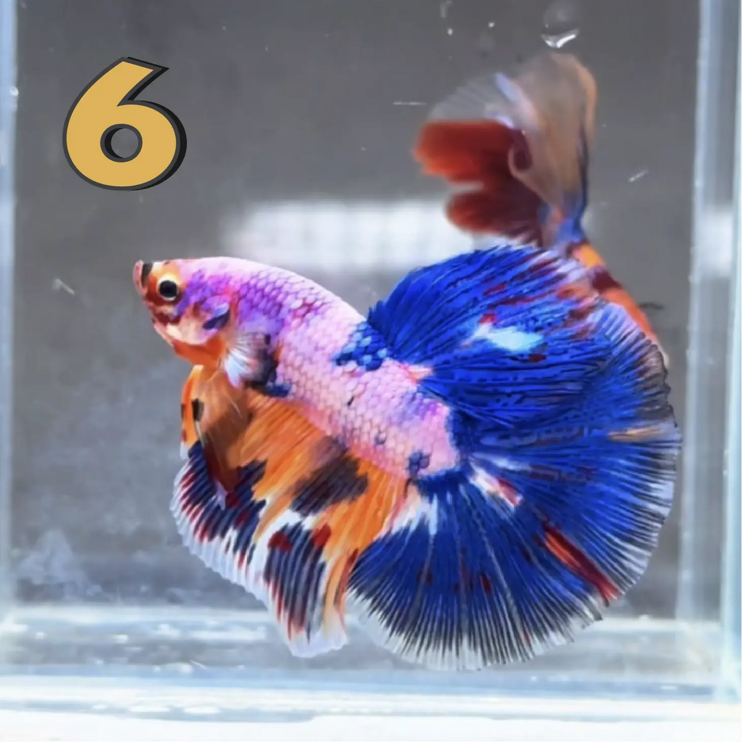 Halfmoon Betta Fish (Male) – Multicolor – Choose Your Exact Fish (WYSIWYG) – Set #1