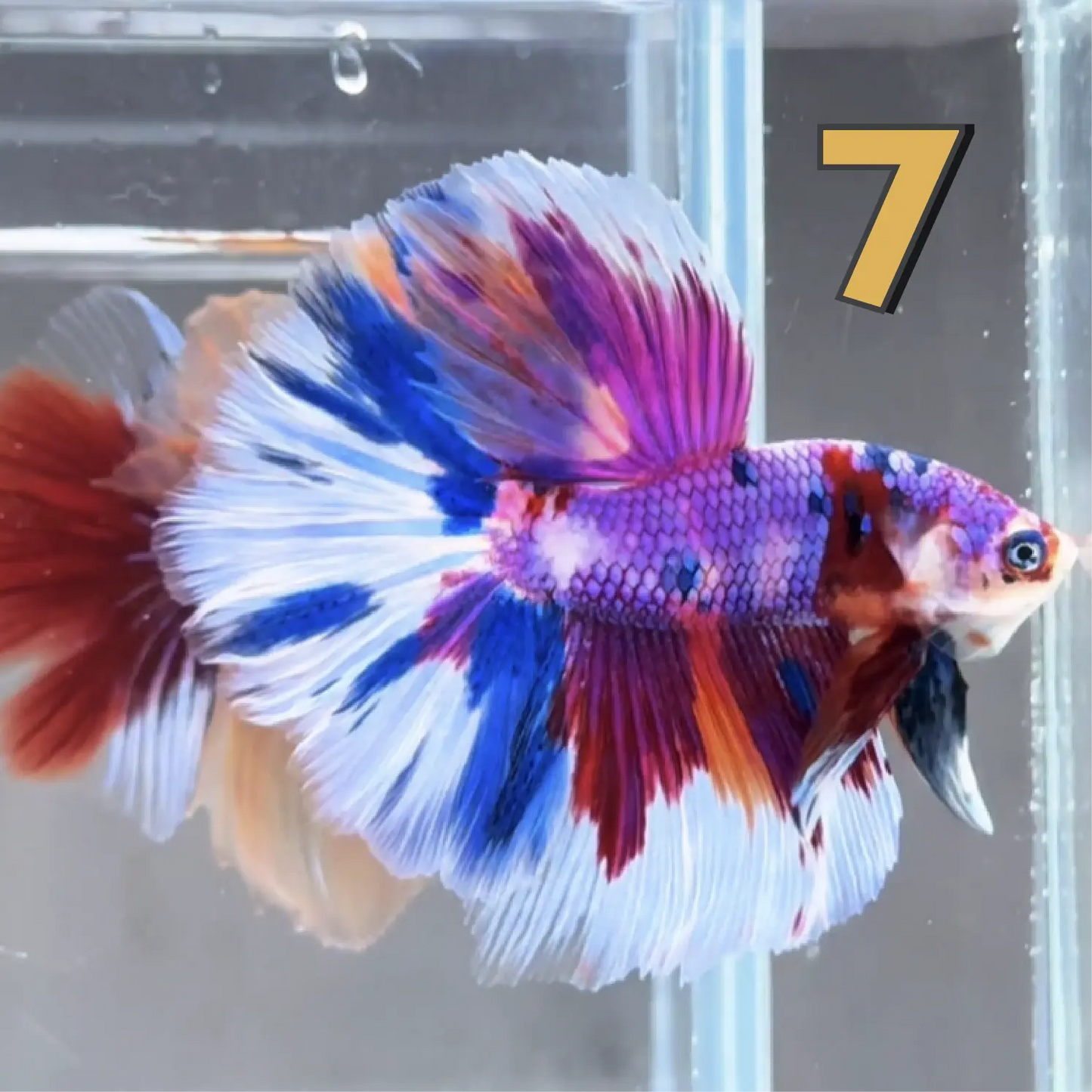 Halfmoon Betta Fish (Male) – Multicolor – Choose Your Exact Fish (WYSIWYG) – Set #1