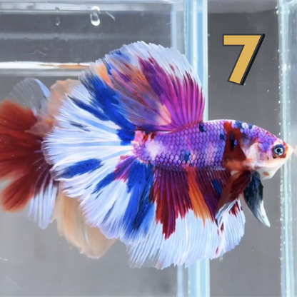 Halfmoon Betta Fish (Male) – Multicolor – Choose Your Exact Fish (WYSIWYG) – Set #1