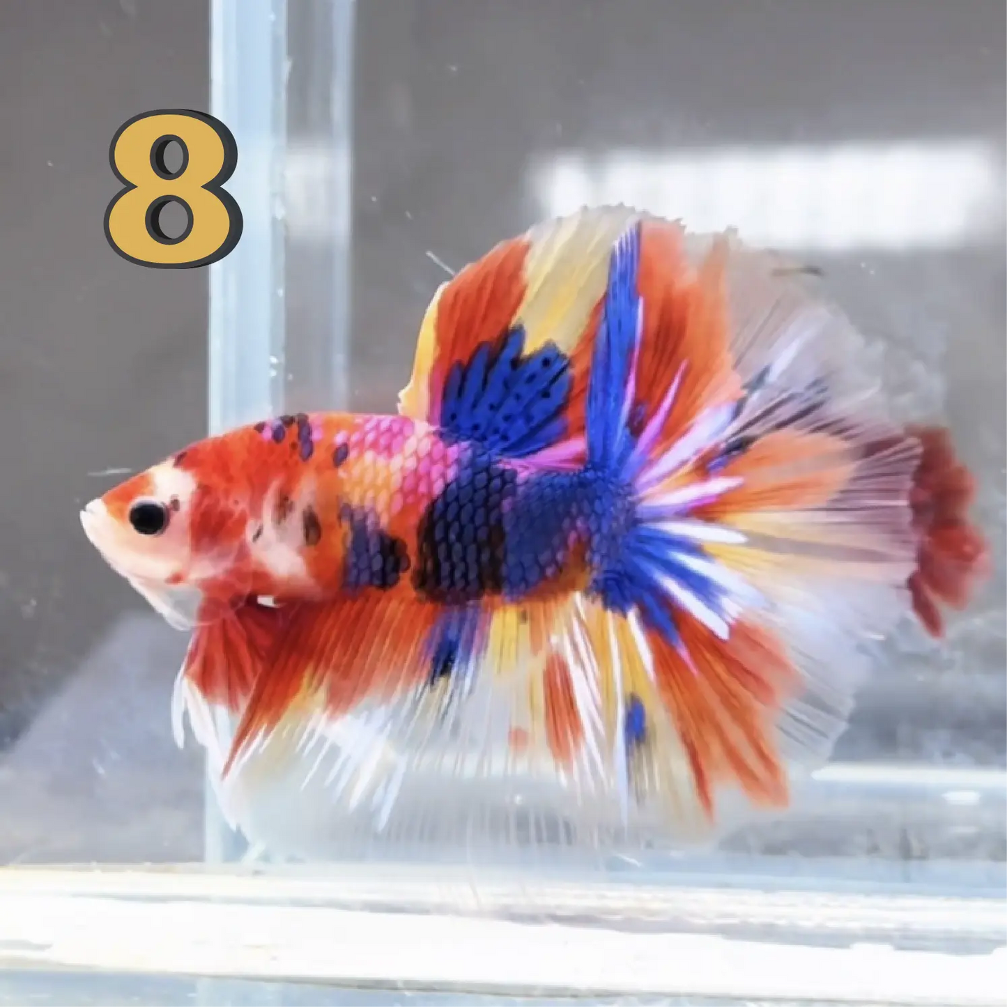 Halfmoon Betta Fish (Male) – Multicolor – Choose Your Exact Fish (WYSIWYG) – Set #1