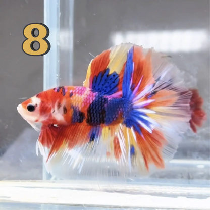 Halfmoon Betta Fish (Male) – Multicolor – Choose Your Exact Fish (WYSIWYG) – Set #1