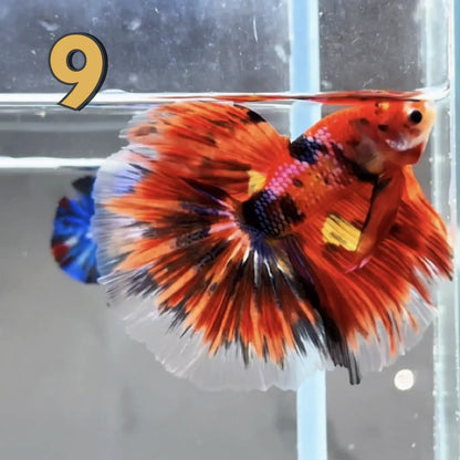 Halfmoon Betta Fish (Male) – Multicolor – Choose Your Exact Fish (WYSIWYG) – Set #1