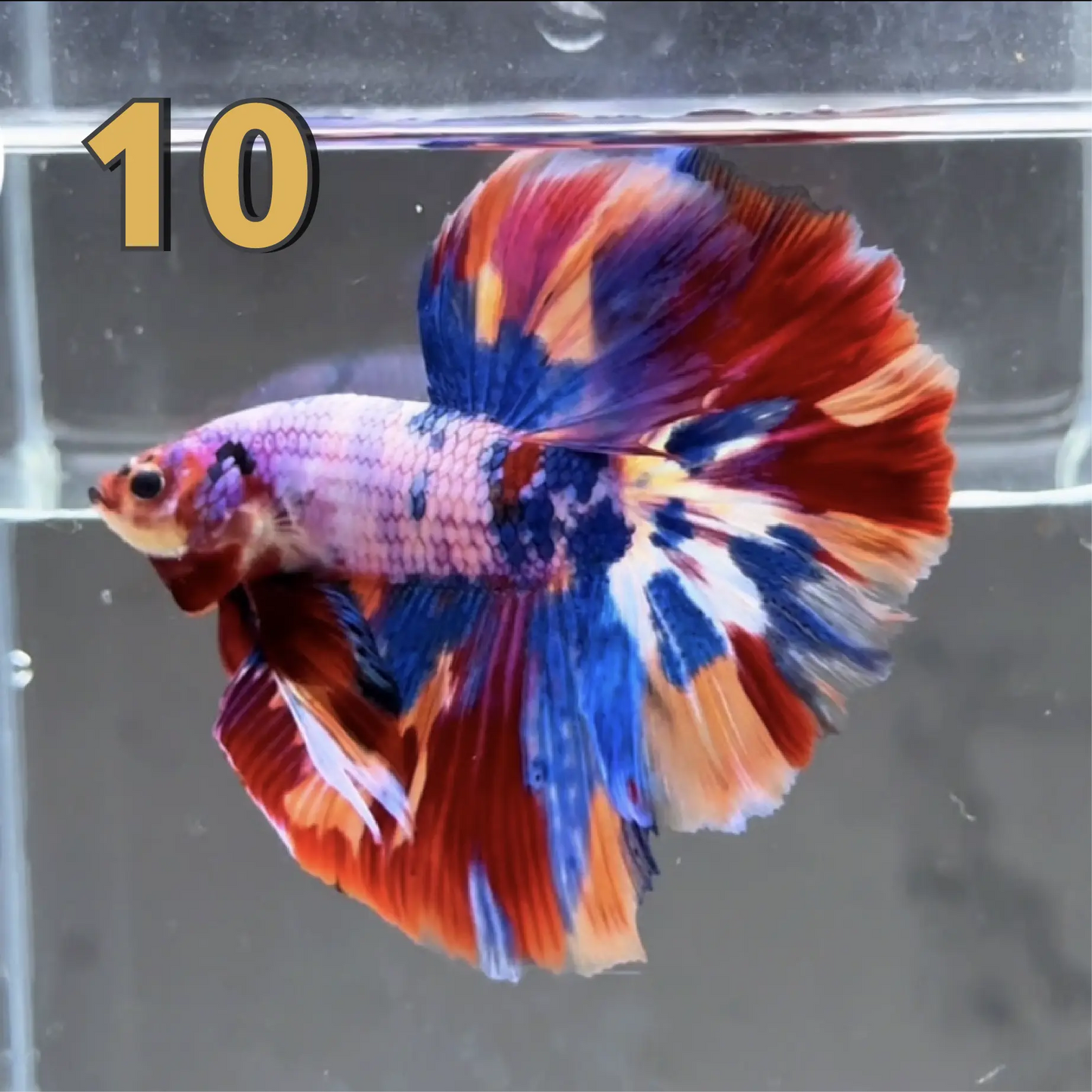 Halfmoon Betta Fish (Male) – Multicolor – Choose Your Exact Fish (WYSIWYG) – Set #1