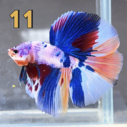 Halfmoon Betta Fish (Male) – Multicolor – Choose Your Exact Fish (WYSIWYG) – Set #2