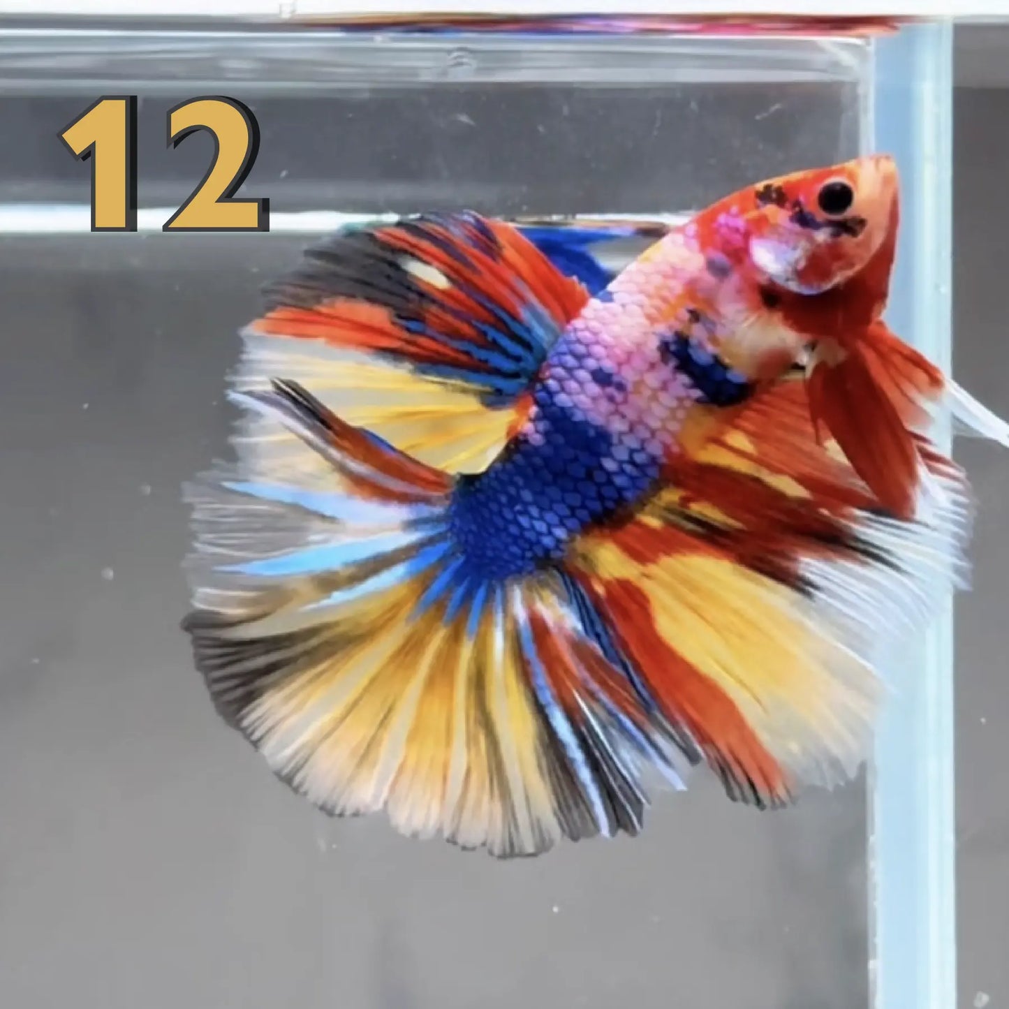 Halfmoon Betta Fish (Male) – Multicolor – Choose Your Exact Fish (WYSIWYG) – Set #2
