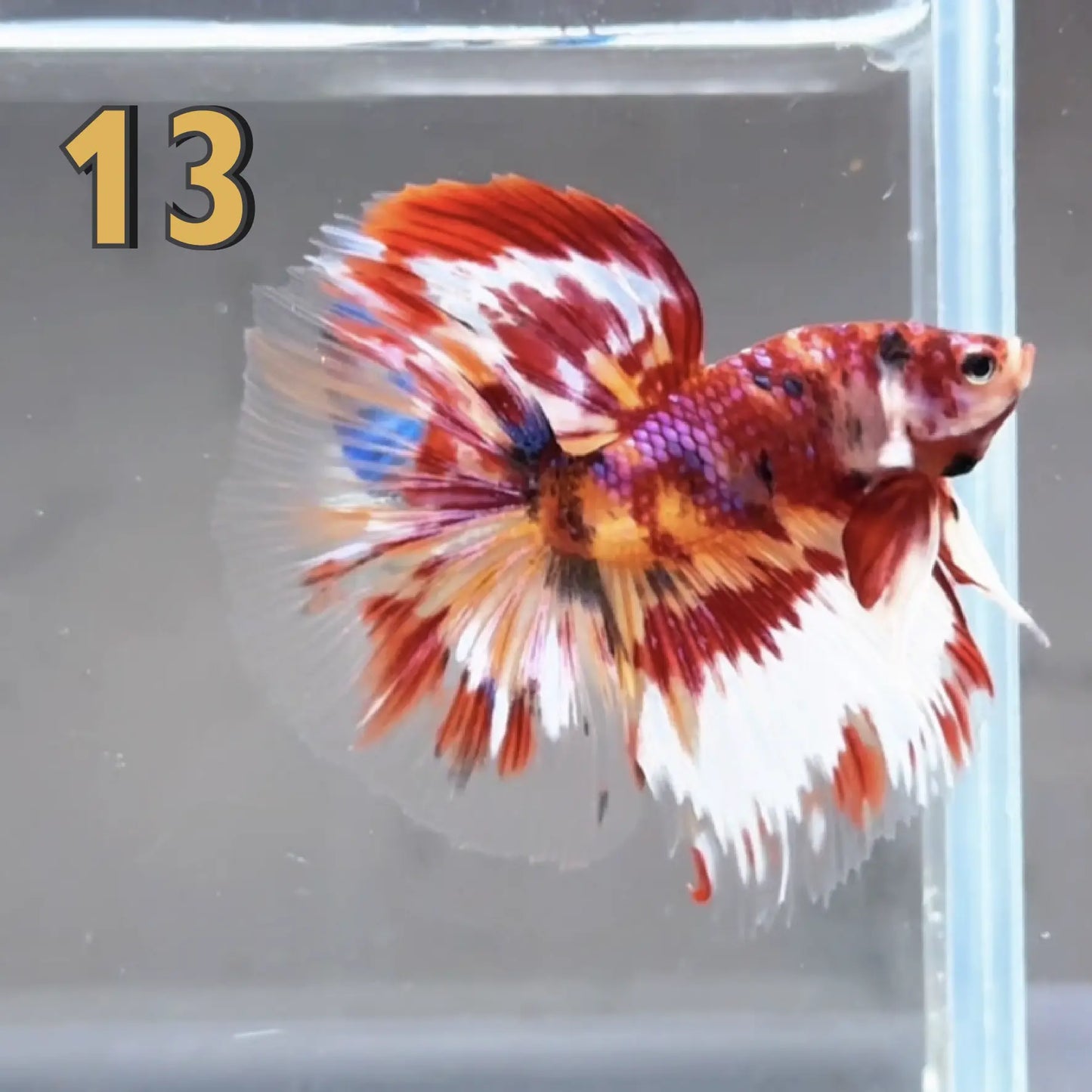 Halfmoon Betta Fish (Male) – Multicolor – Choose Your Exact Fish (WYSIWYG) – Set #2