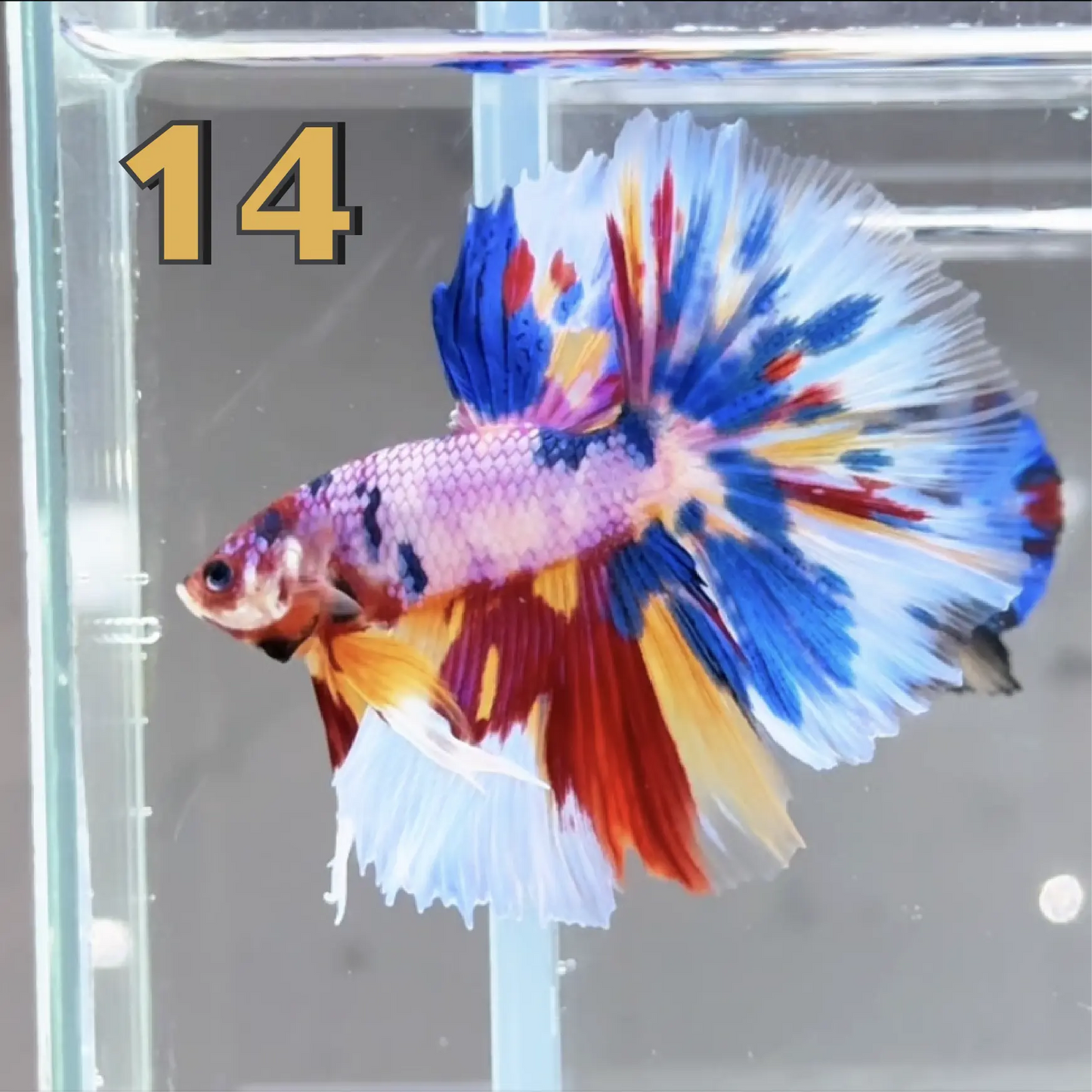 Halfmoon Betta Fish (Male) – Multicolor – Choose Your Exact Fish (WYSIWYG) – Set #2
