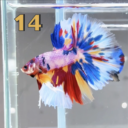 Halfmoon Betta Fish (Male) – Multicolor – Choose Your Exact Fish (WYSIWYG) – Set #2