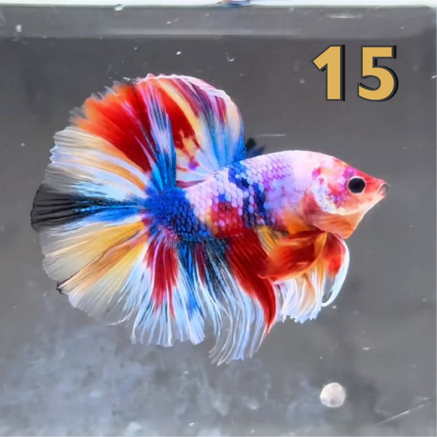Halfmoon Betta Fish (Male) – Multicolor – Choose Your Exact Fish (WYSIWYG) – Set #2