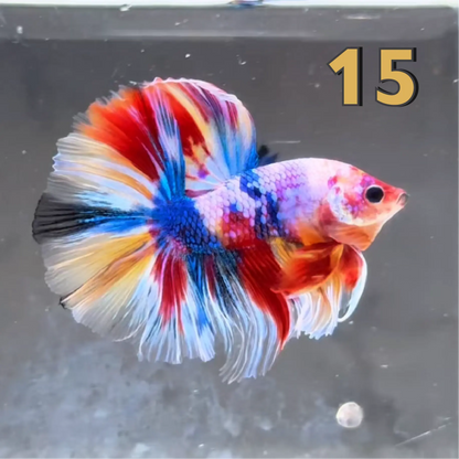 Halfmoon Betta Fish (Male) – Multicolor – Choose Your Exact Fish (WYSIWYG) – Set #2
