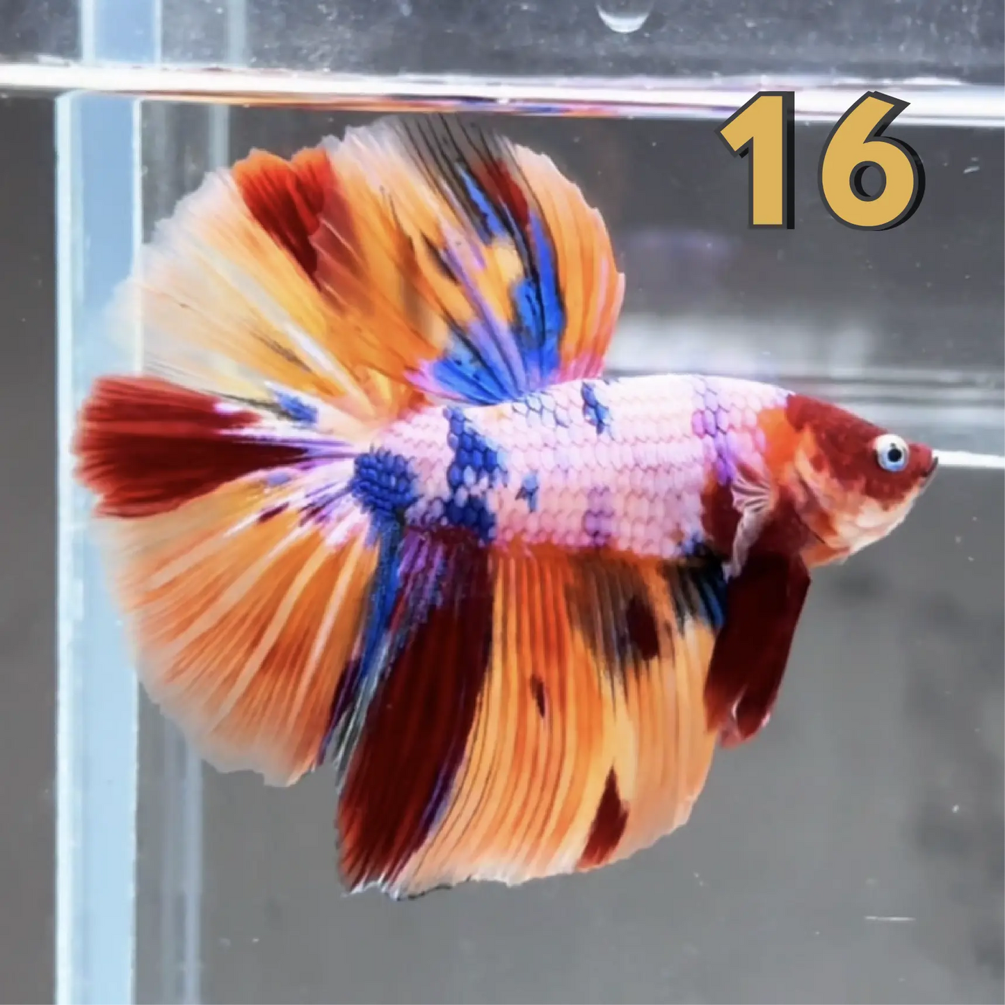 Halfmoon Betta Fish (Male) – Multicolor – Choose Your Exact Fish (WYSIWYG) – Set #2