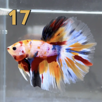 Halfmoon Betta Fish (Male) – Multicolor – Choose Your Exact Fish (WYSIWYG) – Set #2