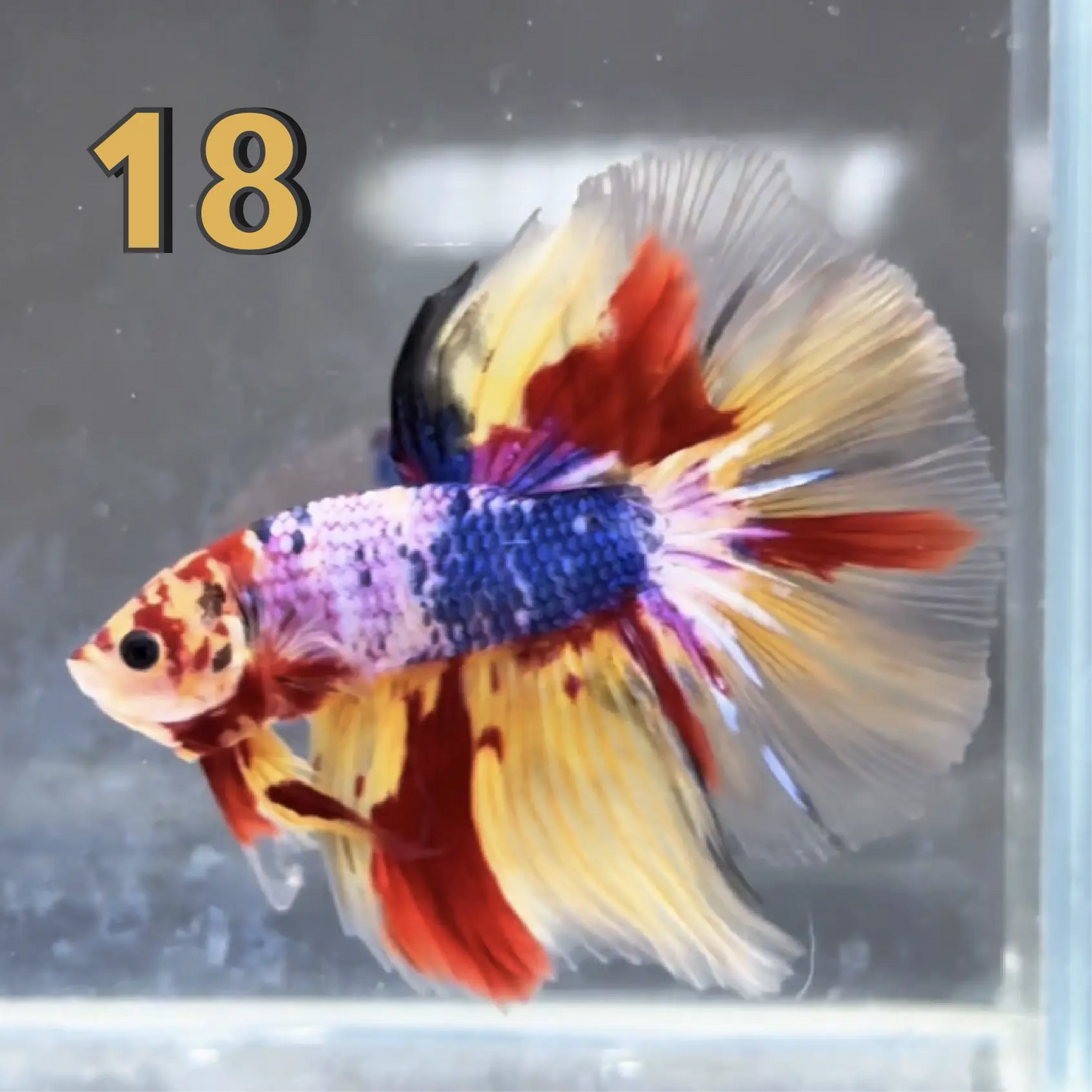 Halfmoon Betta Fish (Male) – Multicolor – Choose Your Exact Fish (WYSIWYG) – Set #2