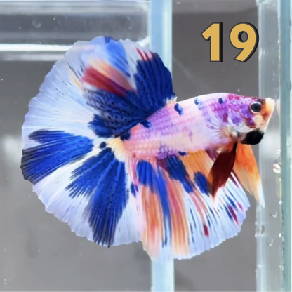 Halfmoon Betta Fish (Male) – Multicolor – Choose Your Exact Fish (WYSIWYG) – Set #2